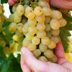 AK DİRMİT ÜZÜMÜ